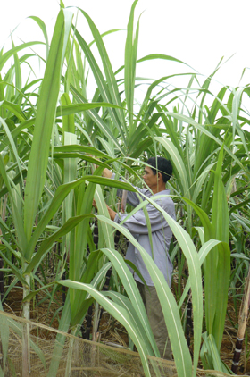 Nông dân xóm Nam Thượng, xã Nam Thượng (Kim Bôi) đầu tư trồng mía tím cho hiệu quả kinh tế cao.