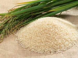 Nhiều nước Tây Phi muốn nhập khẩu gạo của Việt Nam.