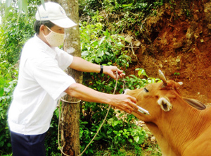 Cán bộ thú y huyện Mai Châu tiêm phòng vắc xin LMLM trên đàn gia súc xã Phúc Sạn.