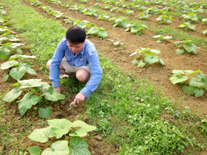 Nông dân xã Đông Bắc (Kim Bôi) chuyển đổi diện tích dưa hấu sang trồng bí đỏ.