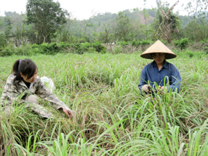 Nhân dân thôn Ba Bị chăm sóc cây sả.
