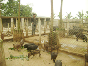 Anh Lã Hữu Thương, xóm Nam Hòa, xã Xuất Hóa (Lạc Sơn) bên mô hình trang trại lợn rừng của gia đình mình.