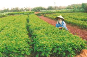 Mô hình trồng rau ngót theo phương pháp nông nghiệp hữu cơ ở xã Hợp Hòa (Lương Sơn) đem lại giá trị kinh tế cao. 

