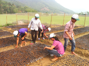 Mô hình ươm cây tại xóm Tình, xã Tu Lý, Đà Bắc hiện phát triển tốt, dự kiến tháng 7 sẽ xuất cây phục vụ công tác trồng rừng năm 2013 của các nhóm trên địa bàn huyện.
