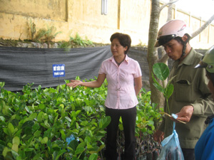 Cây giống Mít siêu sớm Thái Lan được trưng bán tự do trên địa bàn xã Phong Phú, huyện Tân Lạc.