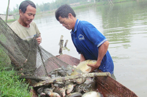 Hộ nuôi cá tại TPHB thu hoạch cá rô phi được nuôi theo quy trình GAP trong mô hình.