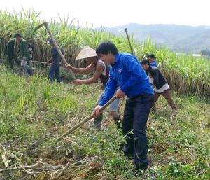 ĐVTN huyện Cao Phong tham gia giúp đỡ gia đình chính sách làm cỏ mía, thiết thực hưởng ứng tháng thanh niên năm 2013. Ảnh: P.V
