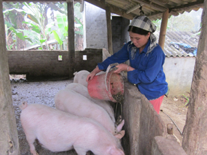 Hộ chăn nuôi xã Ba Khan (Mai Châu) chủ động một phần thức ăn để giảm lỗ, chờ xuất bán lứa lợn.