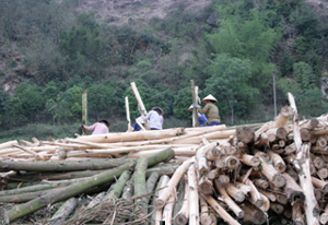 Nhiều hộ gia đình xóm Mon, xã Phúc Tiến (Kỳ Sơn) phát triển kinh tế rừng nâng cao thu nhập.