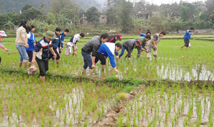 ĐV-TN huyện Kỳ Sơn tham gia bắt ốc bươu vàng tại xã Dân Hoà, thu về trên 70 kg ốc.