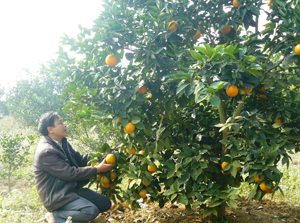 Từ vốn vay của NHCSXH huyện Cao Phong, hộ anh Nguyễn Đình Bang, đội Tây Phong đầu tư trồng cam đem lại hiệu quả kinh tế cao.