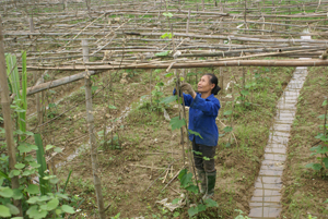 Mô hình trồng cây lặc lày hữu cơ của bà Bùi Thị Nguyệt, xóm Giếng Xạ, xã Cư Yên (Lương Sơn).