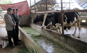 Mô hình bò sữa tại xóm Liên Khuê, Liên Sơn (Lương Sơn) đem lại hiệu quả kinh tế cao cho người dân.