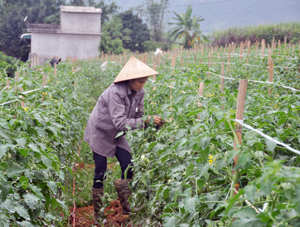 Người dân xã Bắc Phong (Cao Phong) chuyển đổi cơ cấu cây trồng hiệu quả từ nguồn vốn vay ưu đãi. ảnh: Mô hình trồng cà chua tại xóm Hồng Vân, xã Bắc Phong cho thu nhập khá.