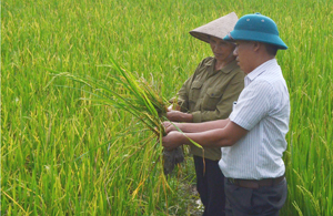 Cán bộ khuyến nông xã Dân Chủ (TP Hòa Bình) tăng cường bám sát đồng ruộng, hướng dẫn nông dân kịp thời phát hiện và áp dụng các biện pháp phòng trừ bệnh đạo ôn hại lúa xuân 2016.