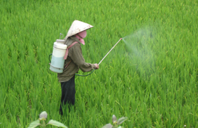 Nông dân xóm Vai, xã Thanh Nông chủ động phun thuốc BVTV để phòng chống dịch rầy trên lúa trong vụ xuân 2010.