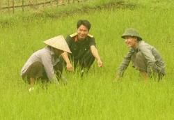 Nông dân xã Quy Hậu sử dụng vốn vay Ngân hàng CSXH đầu tư thâm canh cây lúa.