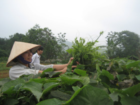 Nông dân huyện Lương Sơn đang hướng tới sản xuất nông nghiệp sạch