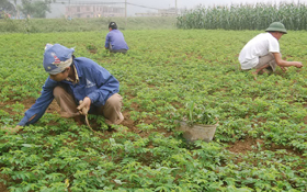 Vùng chuyên canh rau ngót đen lại thu nhập cao cho bà con nông dân thôn Lộc Môn, xã Trung Sơn