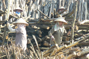 Từ mô hình thâm canh keo do chương trình 135 đầu tư, đến nay xã Mỹ Thành, Lạc Sơn phát triển mạnh rừng sản xuất cho thu nhập 40 triệu đồng/ha/năm.