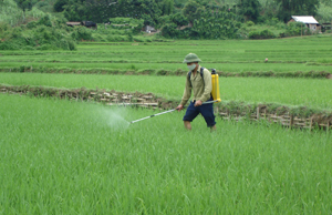 Nhờ phun thuốc bảo vệ thực vật kịp thời và hiệu quả, nông dân xã Trung Thành đã bảo toàn được năng suất lúa vụ chiêm - xuân.