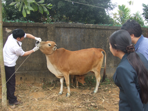 Quản lý tốt gia súc là giải pháp quan trọng phát triển ngành chăn nuôi