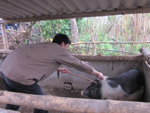 Bà con nhân dân xã Xuân Phong, huyện Cao Phong chủ động tiêm phòng cho đàn lợn phòng chống dịch.