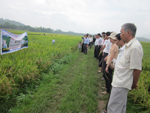 Các đại biểu thăm cánh đồng mô hình xóm Nại.