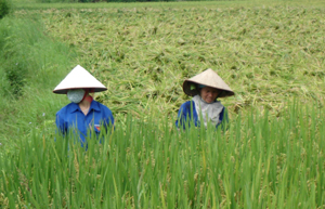 Nông dân xã Dân Hạ (Kỳ Sơn) thu hoạch diện tích lúa xuân trà sớm.