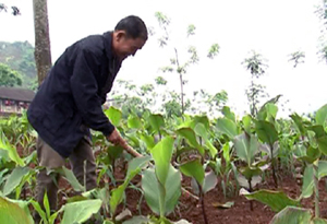 Để nâng cao hiệu quả sản xuất, nhiều hộ dân ở xã Cao Sơn (Đà Bắc) thực hiện trồng xen canh cây ngô với dong riềng trên cùng diện tích canh tác.
