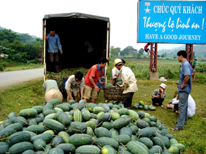 Từ vốn vay ưu đãi, nhiều hộ gia đình ở xã Tú Sơn (Kim Bôi) đầu tư trồng dưa hấu đem lại hiệu quả kinh tế, từng bước thoát nghèo bền vững.