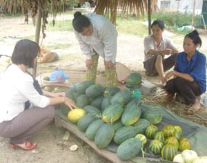 Vụ dưa năm 2013, nông dân huyện Kim Bôi cơ bản có lãi. Ảnh: Nông dân xã Tú Sơn (Kim Bôi) bán lẻ dưa cuối vụ trên đường 12B.

