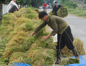 Nông dân xã Tân Vinh (Lương Sơn) tập trung thu hoạch lúa chiêm xuân, năng suất ước đạt 54 tạ/ha.   

 

