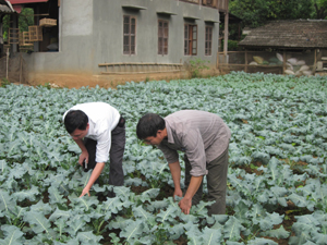 Qua tuyên truyền, vận động xây dựng NTM, nông dân xóm Cha Long, xã Tòng Đậu (Mai Châu) xóa vườn tạp chuyển trồng rau cho thu nhập cao.
