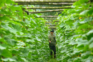 Xóm Úi, xã Lỗ Sơn (Tân Lạc) đầu tư trồng dưa chuột đem lại hiệu quả kinh tế cao.

