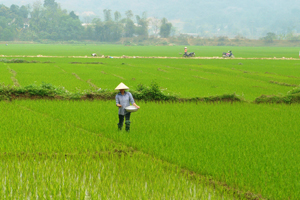 Mô hình cánh đồng lúa lớn được thực hiện tại xóm Ngọc Xạ, xã Hợp Thành (Kỳ Sơn) cho hiệu quả kinh tế cao hơn.

