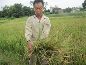 Hộ dân xóm Lòng, xã Yên Trị (Yên Thuỷ) thẫn thờ nhìn ruộng lúa bị hạn nặng đã chết khô.