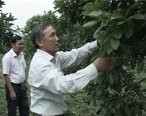 Ông Bùi Văn Chung, khu 13, TT Chi Nê (Lạc Thuỷ) chăm sóc vườn cam của gia đình.