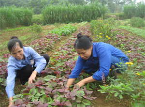 Mô hình rau hữu cơ của nông dân xã Hợp Hòa (Lương Sơn) mang về thu nhập trên 200 triệu đồng/ha.