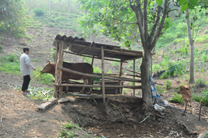 Từ vốn vay ưu đãi, hộ nghèo bản Dao, xóm Đồng Chụa, xã Thống Nhất (TPHB) có vốn mua bò phát triển kinh tế.