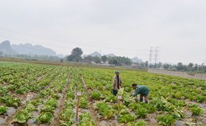 Từ vốn vay của NHCSXH, nhiều hộ gia đình ở xã Yên Trị (Yên Thuỷ) đầu tư trồng rau xanh đem lại giá trị kinh tế.