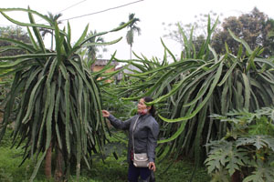 Mô hình trồng cây  thanh long trên địa bàn xã Hợp Thành (Kỳ Sơn) cho hiệu quả kinh tế  đang được khuyến khích nhân rộng.