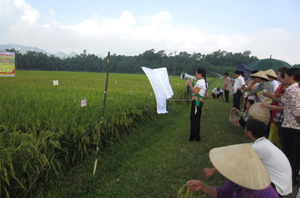 Áp dụng quy trình IPM giúp nâng cao hiệu quả sản xuất lúa, từ đó đảm bảo chất lượng quy hoạch đất lúa của tỉnh.

