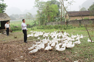 Từ vốn vay ưu đãi của NHCSXH, hộ nghèo xã Tân Thành (Lương Sơn)  đầu tư phát triển chăn nuôi, từng bước ổn định cuộc sống.