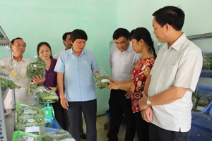 Đồng chí Trần Đăng Ninh, Phó Bí thư TT Tỉnh ủy cùng đoàn kiểm tra thăm cánh đồng rau hữu cơ của xóm Đồng Sương, xã Thành Lập. 

