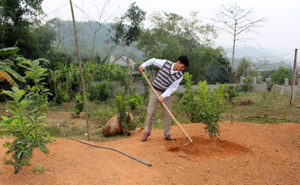 Nông dân xóm Đầm, xã bảo Hiệu (Yên Thủy) cải tạo vườn tạp, thay thế cây trồng kém hiệu quả bằng cây bưởi Diễn giá trị kinh tế cao.