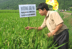 Nhân viên Công ty CP Đức Long kiểm tra diện tích trồng thử nghiệm giống Hương Ưu 98 tại xóm Mớ Đồi, năng suất dự kiến 68 tạ/ha.