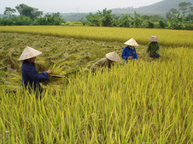 Bà con nông dân huyện Kim Bôi thu hoạch lúa chiêm - xuân, năng suất ước đạt 55,7 tạ/ha.