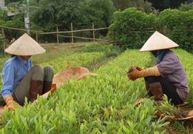 Nông dân xã Yên Lạc chăm cây giống phục vụ cho kế hoạch trồng rừng năm 2010.