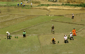 Đến ngày 25/6, xã Nam Sơn đã cấy được 10 ha trà lúa sớm.